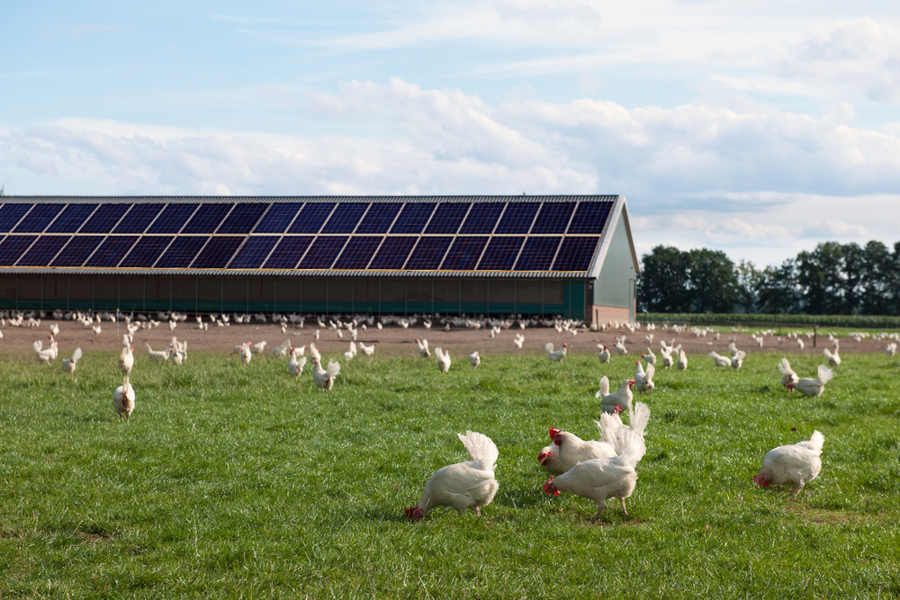 Solar Energy for Poultry Farms